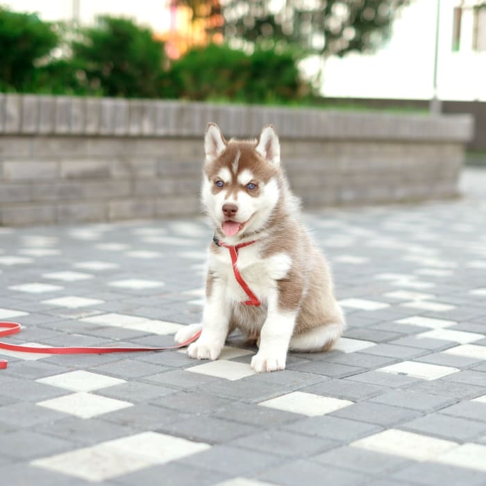 Northgate Veterinary Clinic in Seattle