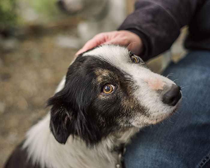 Dog with head resting on person's lap, looking into camera.