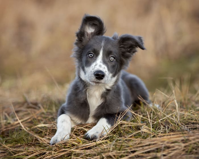 Dog Neutering & Spaying in Seattle | Spay and Neuter Clinic in Seattle