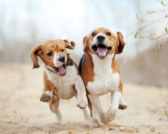 Stem Cell Therapy for Dogs, Seattle