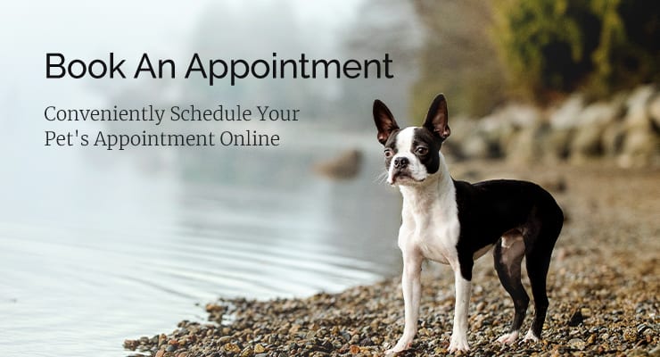 Book an Appointment with Northgate Veterinary Clinic